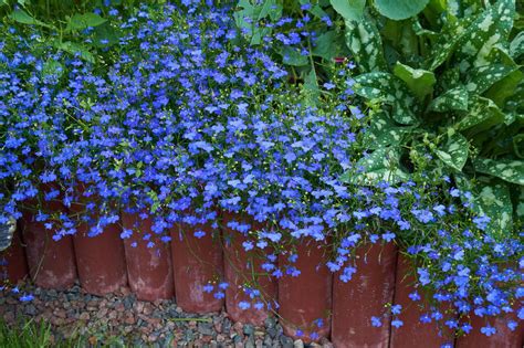 Лобелия на клумбе с другими цветами (65 фото) » НА ДАЧЕ ФОТО