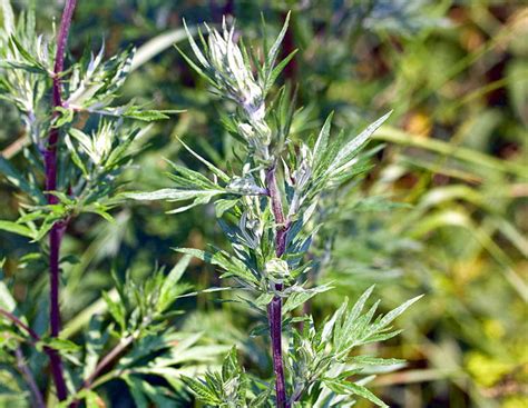 Чернобыльник лекарственные свойства - Таролог в Москве