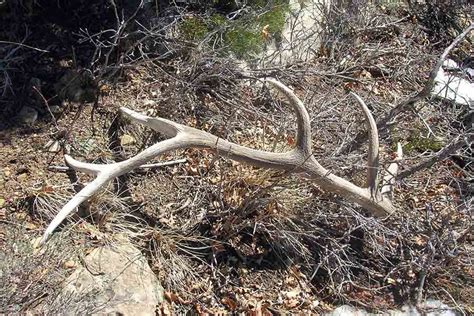 Want To Gather Shed Antlers You Must Take An Ethics Course First