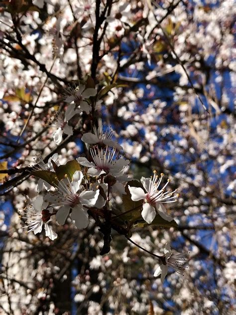 Daily Bucket Why Trees Do It Naked