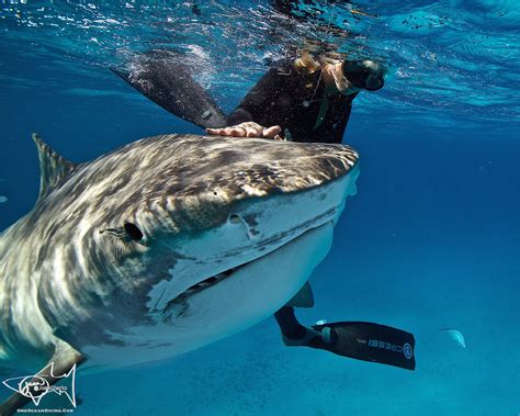 Swimming with Great White Sharks - For Life Journal - Medium