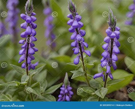 Skullcap Scutellaria Lateriflora In The Garden Stock Photography