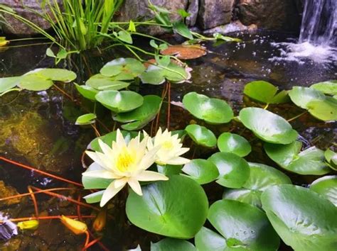 Aquatic Plants For Ponds 14 Of Our Maryland Favorites