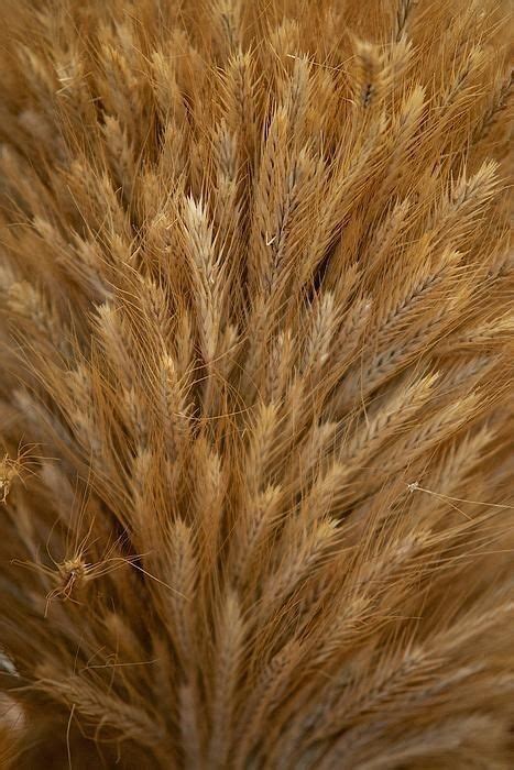 Pin By Michele Sartin On Fields Of Gold Wheat Farm Photography