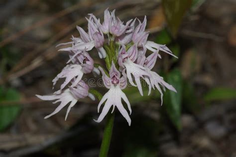 Naked Man Orchid Flowers Orchis Italica Stock Image Image Of Isolated Flower