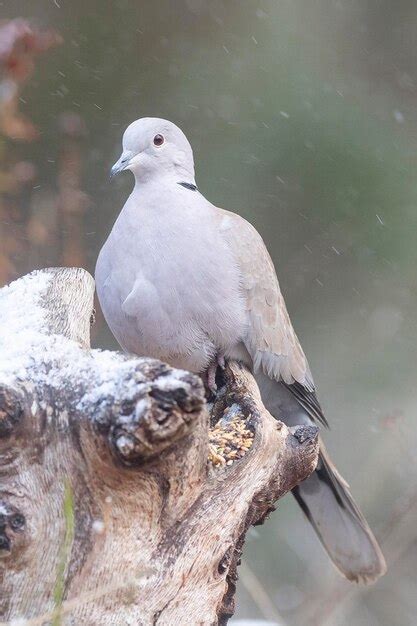 Paloma De Collar Euroasi Tico Streptopelia Decaocto M Laga Espa A