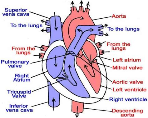 Blood Flow heart diagram labeled helps you understand the structure of ...