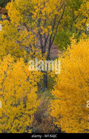 Fremont S Cottonwood Populus Fremontii Turning Gold In Autumn In