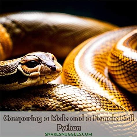 Determining Snake Sex Tail Characteristics Probing Method Popping Hemipenes