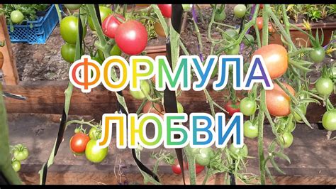 Черри ФОРМУЛА ЛЮБВИ - YouTube