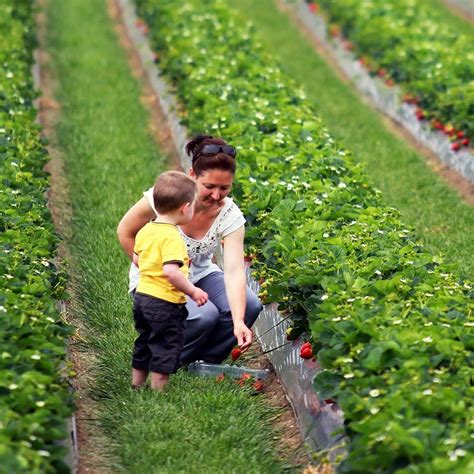 Front Page Bacchus Marsh Strawberry And Cherry Festival