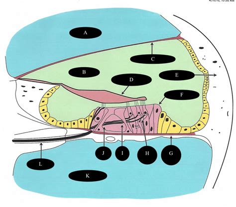 Cochlea Diagram Pt Ii Diagram Quizlet