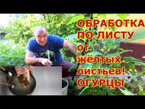 Желтеют листья на огурцах? Срочно принимаем меры, иначе урожая не будет ...