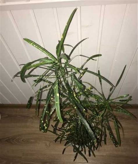 Кодиеум кротон пиктум узколистный | Festima.Ru - Мониторинг объявлений