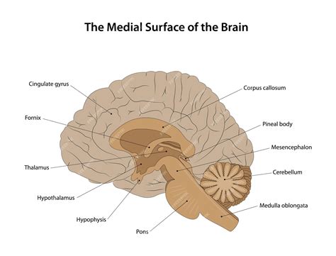 Premium Vector | The Medial Surface of the Brain Labelled diagram