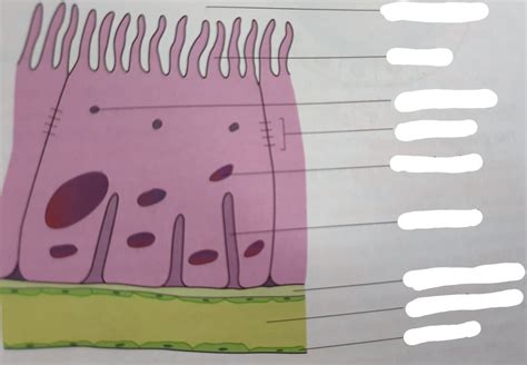 CH7 - cuboidal epithelium cell from proximal convoluted tubule Diagram ...