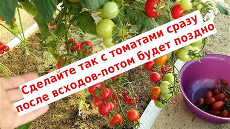 Сделайте так с томатами после всходов, чтобы увеличить урожай - YouTube