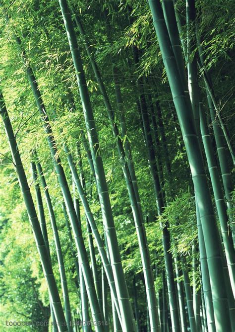 Bamboo Pellet Mill Have Been Widely Used In Pellet Market