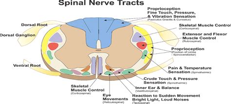 Canine Spinal Column