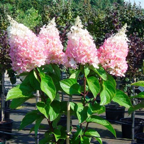 Купить Саженцы Гортензии метельчатой Пинки Винки (Hydrangea paniculata ...