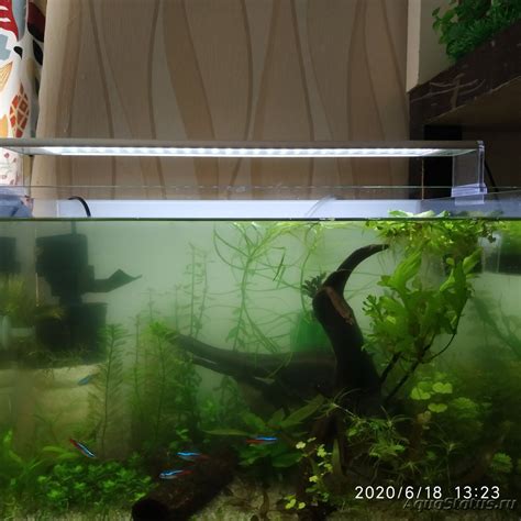 Уф стерилизатор для аквариума - Страница 5 (Аквариумное оборудование)