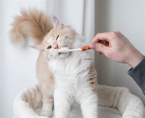 Как сделать домик для кошки своими руками? Идеи владельцам