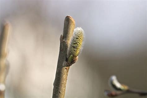 Premium Photo Close Up Of Pussy Willow Growing Outdoors