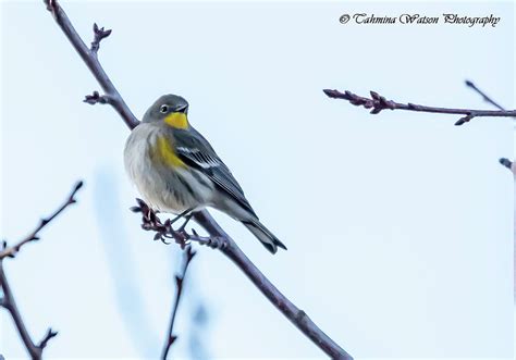 Yellow Rumped Warbler Photograph By Tahmina Watson Fine Art America