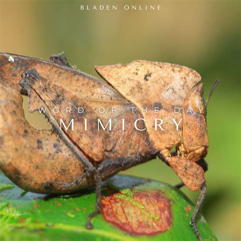 Word of the Day: Mimicry – BladenOnline