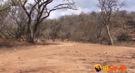 Ebony Maid Cleaning The Bosses Ass With Tongue