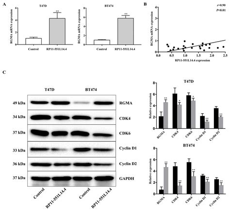 Lncrna Rp11 551l144 Suppresses Breast Cancer Development By Inhibiting