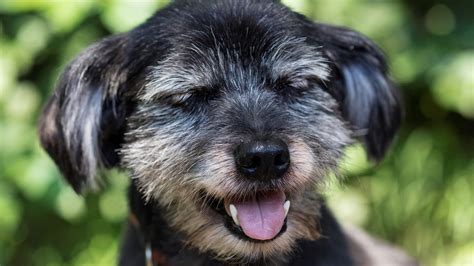 What causes reverse sneezing in dogs? Our vet explains | PetsRadar