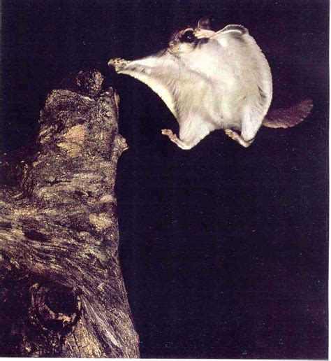 Blue Ridge Gazette The Northern Flying Squirrel—endangered