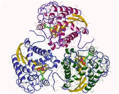 Arginase