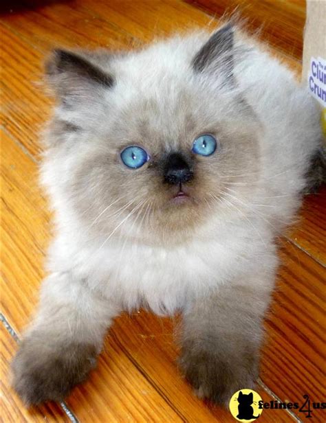 Himalayan Kitten for Sale: Persian/ Himalayan Kittens Born 5/27/10 ...