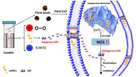 Illustration Of The Signalling Network Involving Nitric Oxide No