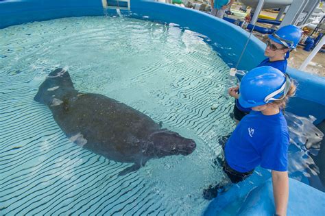 SeaWorld Orlando Manatee Rescue