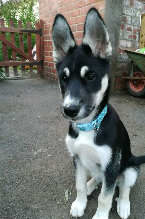 SIBERIAN HUSKY X BORDER COLLIE MALE PUPPY | in Tenbury Wells ...