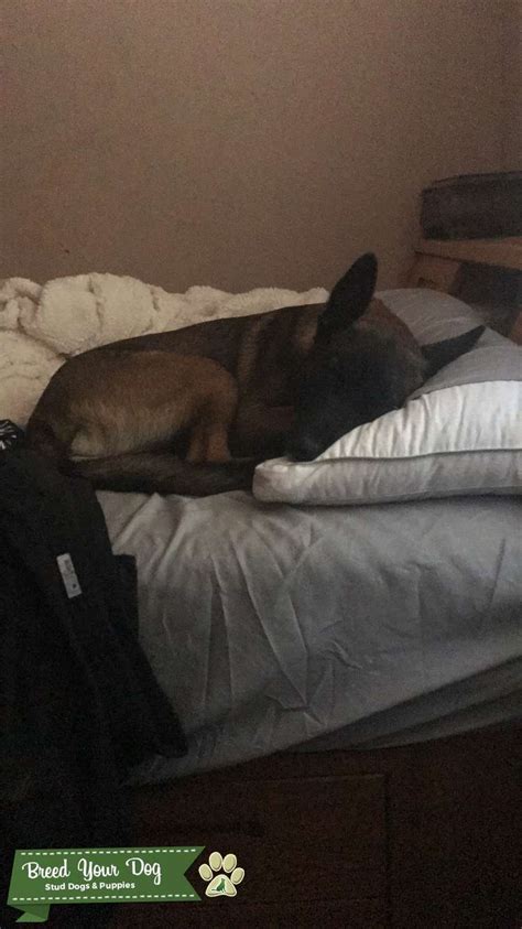 Pure Bred Belgium Malinois - Stud Dog in South west, the United States ...