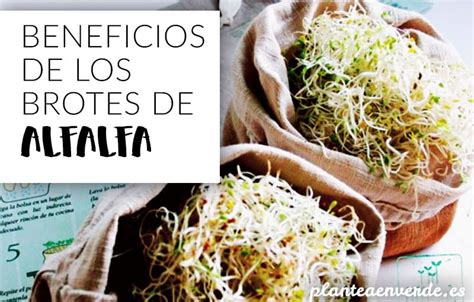Plantea Blog Beneficios De Los Brotes De Alfalfa Para La Salud