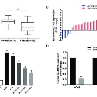Up-regulation of LINC01503 expression. A, Upregulation of LINC01503 ...