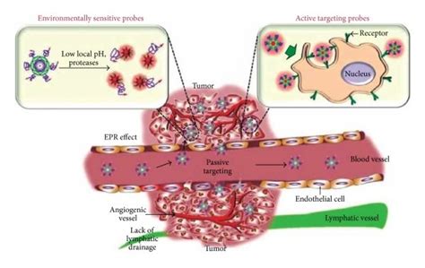 Role Of Epr Effect In Tumor Targeting Download Scientific Diagram