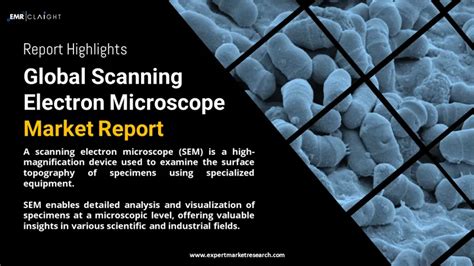 Scanning Electron Microscope Market Size Forecast