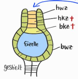 EvoBiodiv Pflanzen Und Pilze Karteikarten Quizlet