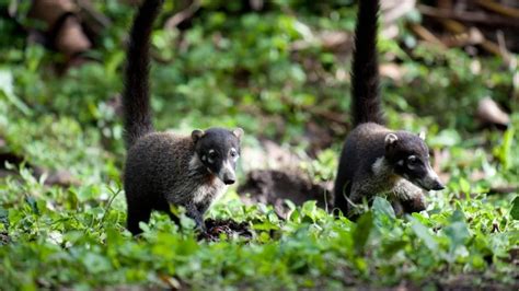 Piedras Blancas National Park Special Places Of Costa Rica