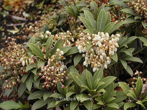 Pieris Japonica ‚prelude‘ Esveld Webshop