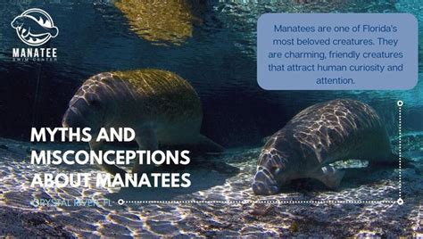 Myths and Misconceptions About Manatees in 2022 | Manatee, Sea elephant