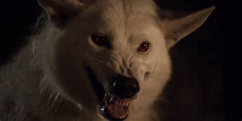 Game Of Thrones What Happened To Ghost In The Battle Of Winterfell