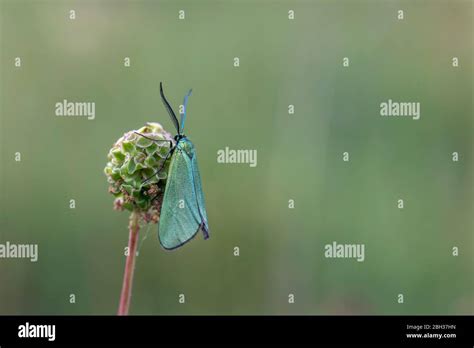 Forester Moth Hi Res Stock Photography And Images Alamy