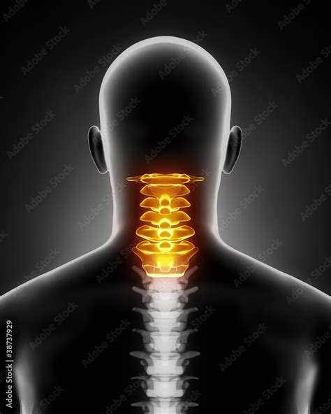 Cervical spine anatomy posterior view Stock Illustration | Adobe Stock